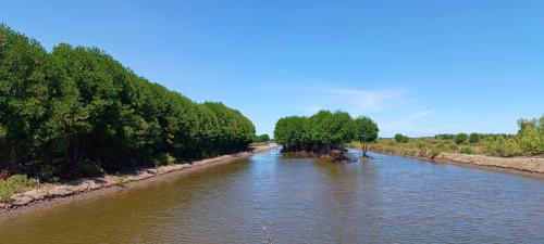 Mangrove forest in Dong Hai District, Bac Lieu Province.