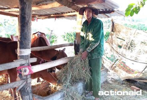 Cow raising model improves people in Dak Nong province's life