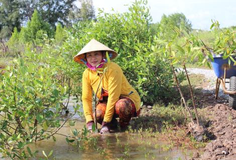 Ms. Lam Thi Nhung and 264 other farmers received Avicennia seedlings to plant in a shrimp pond in November 2022. 