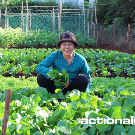 Organic vegetable livelihood model in Dak Nong province