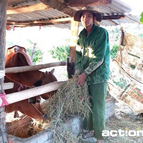 Cow raising model improves people in Dak Nong province's life