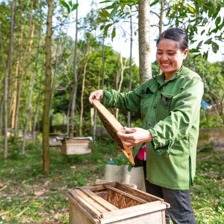 The beekeeping value chain model in Nho Quan district, Ninh Binh Province, was successfully implemented. Credit: Minh Nguyen