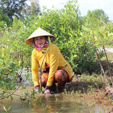 Ms. Lam Thi Nhung and 264 other farmers received Avicennia seedlings to plant in a shrimp pond in November 2022. 