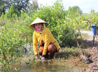 Ms. Lam Thi Nhung and 264 other farmers received Avicennia seedlings to plant in a shrimp pond in November 2022. 